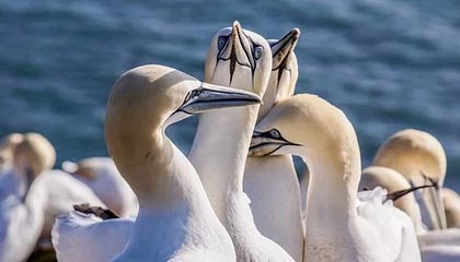 中国石油董事长戴厚良：预计今年油价在70美元~75美元/桶