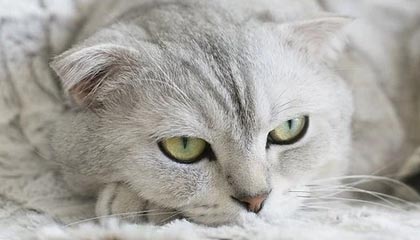 中企刚派2000人赴欧建厂，欧盟直呼失望，外交部态度明确