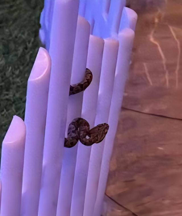 九寨沟一酒店大堂惊现毒蛇,小孩以为是假蛇还去摸了,店方:已放生并进行消杀