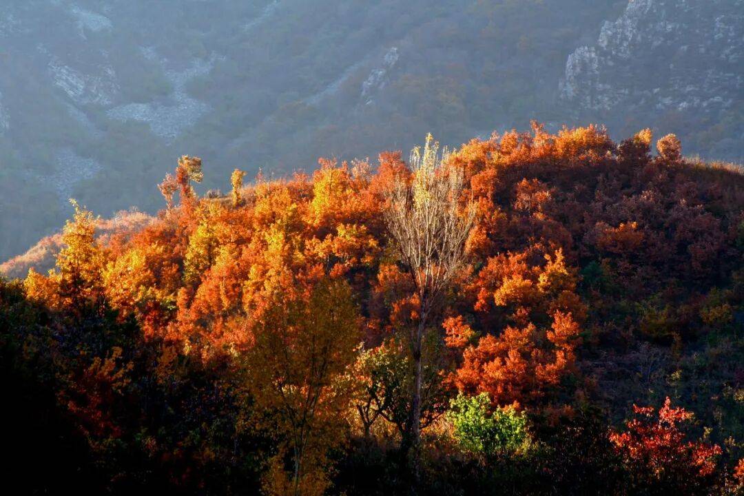 卷了一周的北京白领,周末扎进天津县城