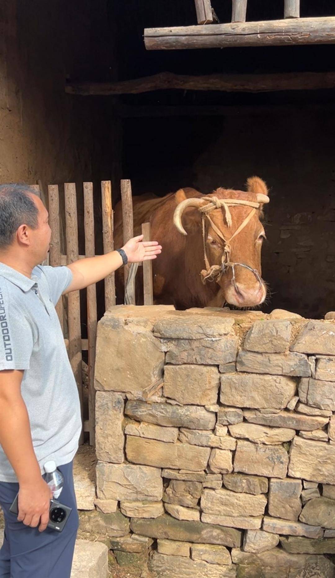 山东一景区被热播剧《生万物》带火,多名剧中角色变npc与游客互动,杨幂“婆家”的独角小牛成团宠