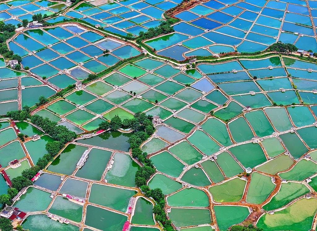 农妇荒塘内开挖养鱼被控罪,免于刑事处罚也很冤