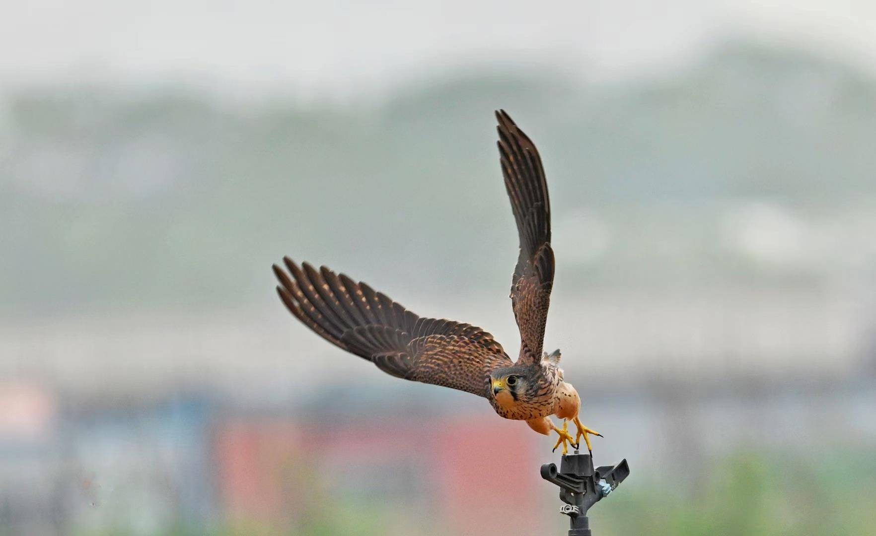 七旬退休大爷痴迷“打鸟”,宁可不吃不喝也要花几万元升级装备