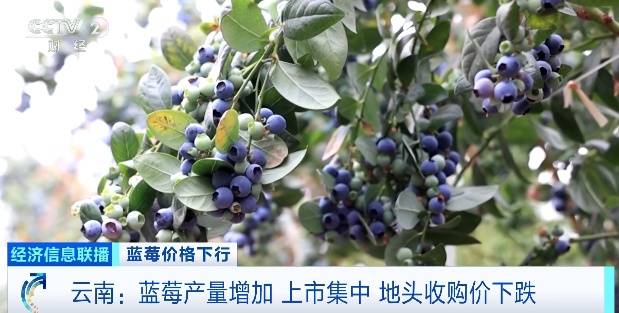 蓝莓价格大跳水！不少人成桶买！提醒：千万别狂炫